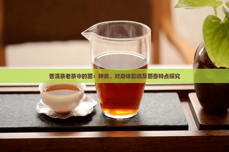 普洱茶老茶中的菌：种类、对身体影响及菌香特点探究