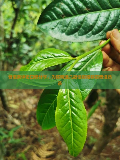 普洱茶评论口碑分享，为你精选几款值得推荐的普洱熟茶