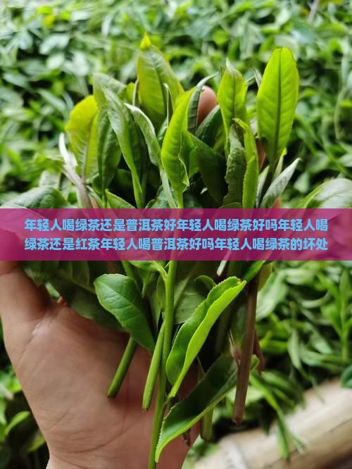 年轻人喝绿茶还是普洱茶好年轻人喝绿茶好吗年轻人喝绿茶还是红茶年轻人喝普洱茶好吗年轻人喝绿茶的坏处