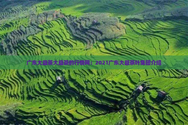 广东大益茶大益茶的行情网：2021广东大益茶叶集团介绍