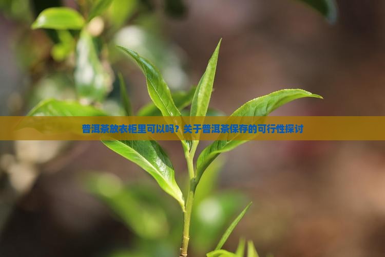 普洱茶放衣柜里可以吗？关于普洱茶保存的可行性探讨