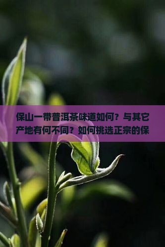 保山一带普洱茶味道如何？与其它产地有何不同？如何挑选正宗的保山普洱茶？