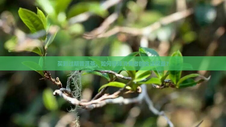 买到过期普洱茶，如何保障消费者的合法权益？