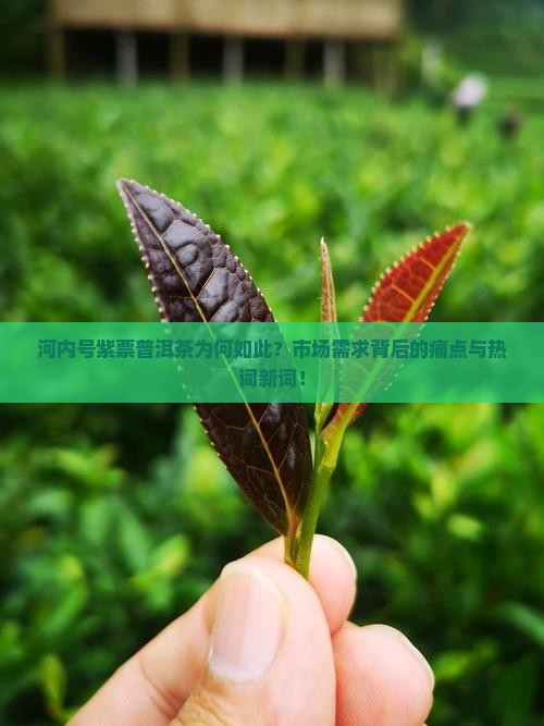 河内号紫票普洱茶为何如此？市场需求背后的痛点与热词新词！