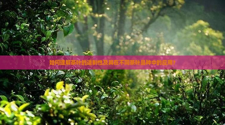 如何理解茶叶的适制性及其在不同茶叶品种中的应用？