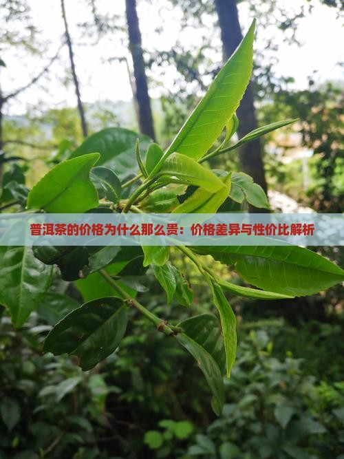 普洱茶的价格为什么那么贵：价格差异与性价比解析