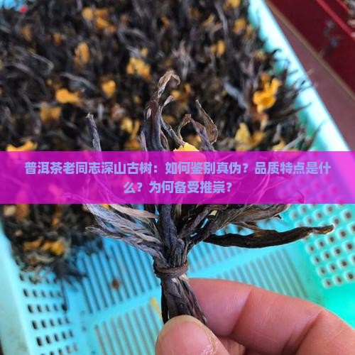 普洱茶老同志深山古树：如何鉴别真伪？品质特点是什么？为何备受推崇？