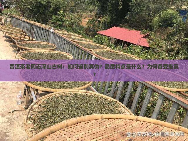 普洱茶老同志深山古树：如何鉴别真伪？品质特点是什么？为何备受推崇？