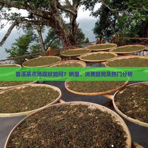 普洱茶市场现状如何？销量、消费趋势及热门分析