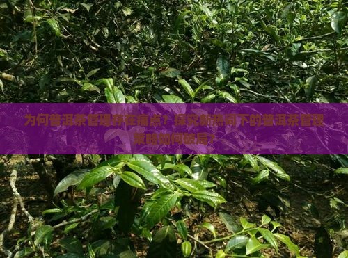 为何普洱茶管理存在痛点？探究新热词下的普洱茶管理策略如何破局？