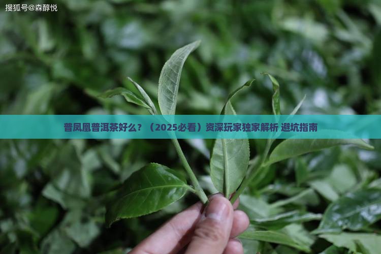 普凤凰普洱茶好么