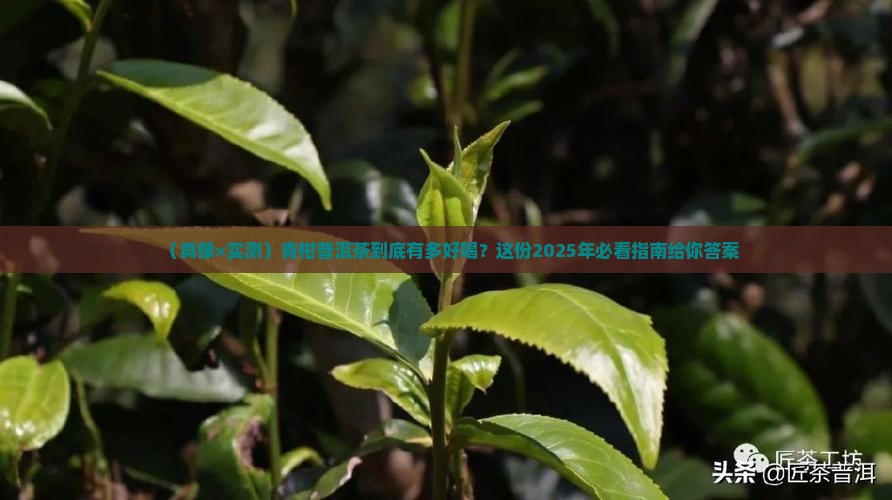 青柑普洱茶真好喝啊