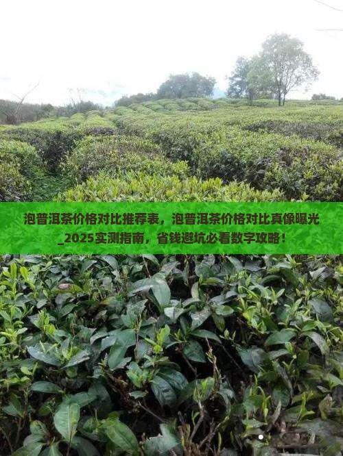 泡普洱茶价格对比推荐表