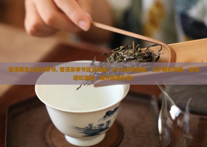 普洱茶怎么区分季节