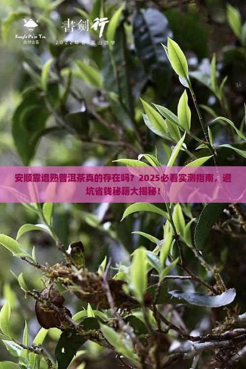 安顺靠谱熟普洱茶
