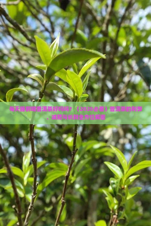 每天睡前喝普洱茶好吗吗