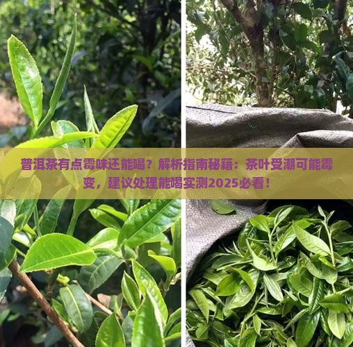 普洱茶有点霉味还能喝