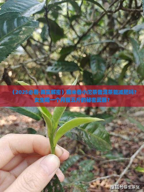 糯米香小沱茶普洱茶能减肥吗