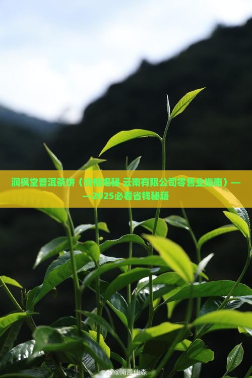 润枫堂普洱茶饼