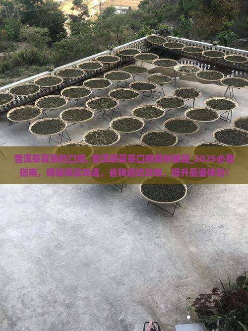 普洱茶夏茶的口感