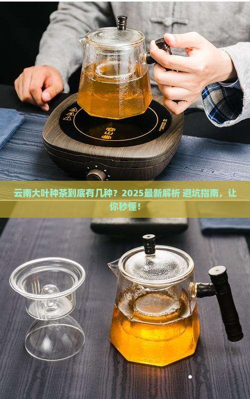 云南大叶种茶的分类