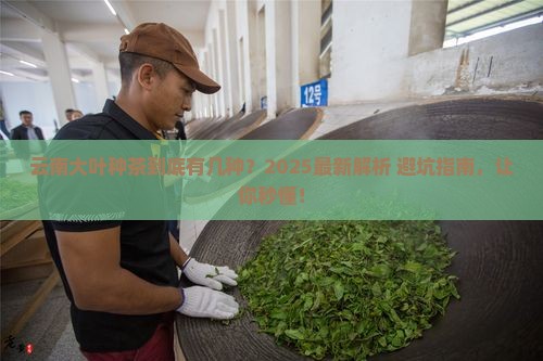 云南大叶种茶的分类