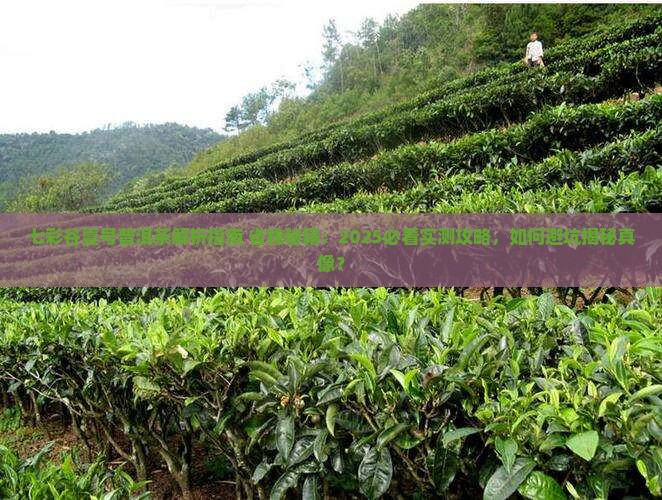 七彩谷壹号普洱茶