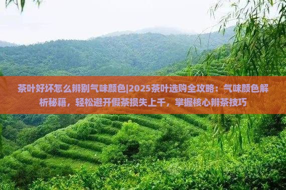 茶叶好坏怎么辨别气味颜色