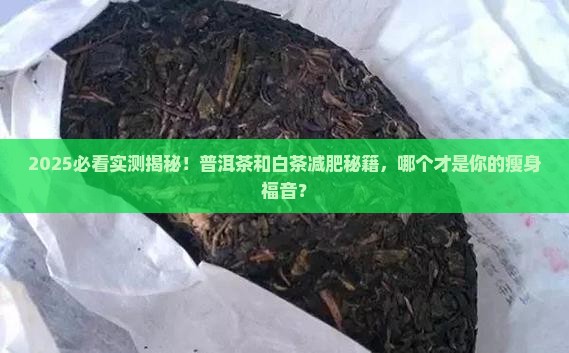 普洱茶和白茶哪个减肥效果好