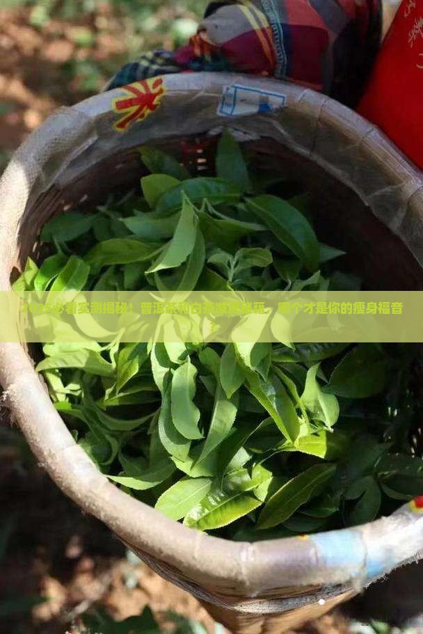 普洱茶和白茶哪个减肥效果好