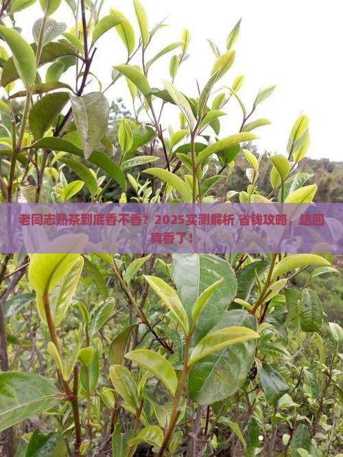 老同志熟茶怎么样 老同志熟茶怎么样