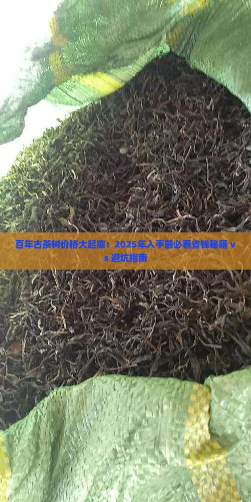 100年古茶树价格