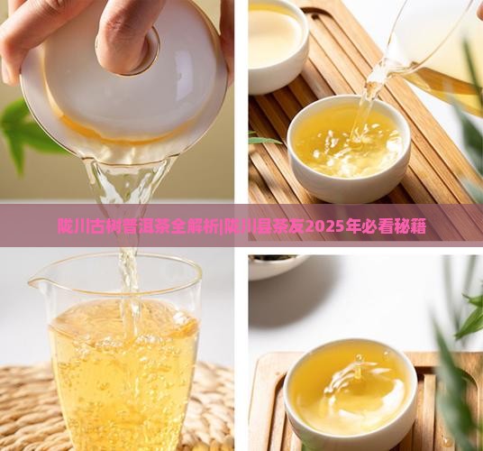 陇川古树原生态普洱茶