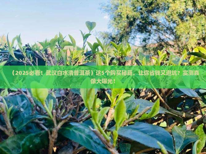 武汉白水清普洱茶