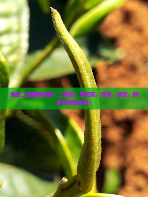 墨白二回熟普洱茶