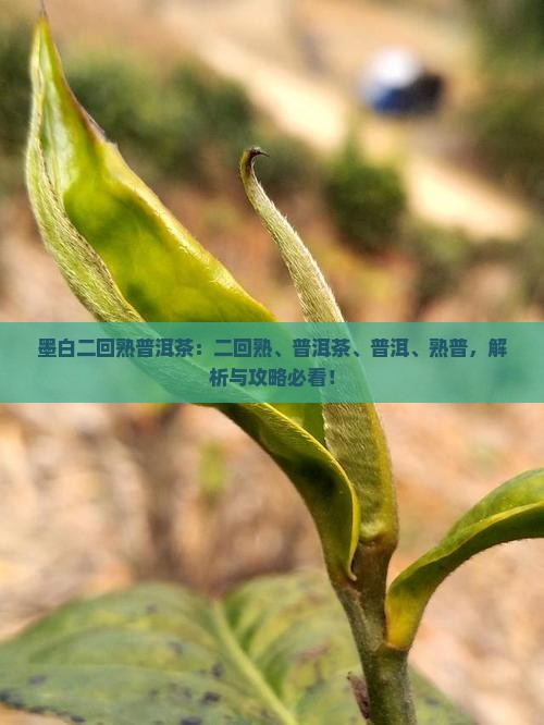 墨白二回熟普洱茶