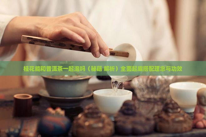 桂花能和普洱茶一起泡吗