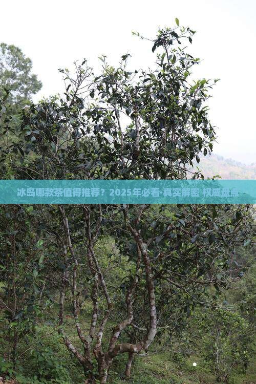 冰岛哪款茶值得推荐