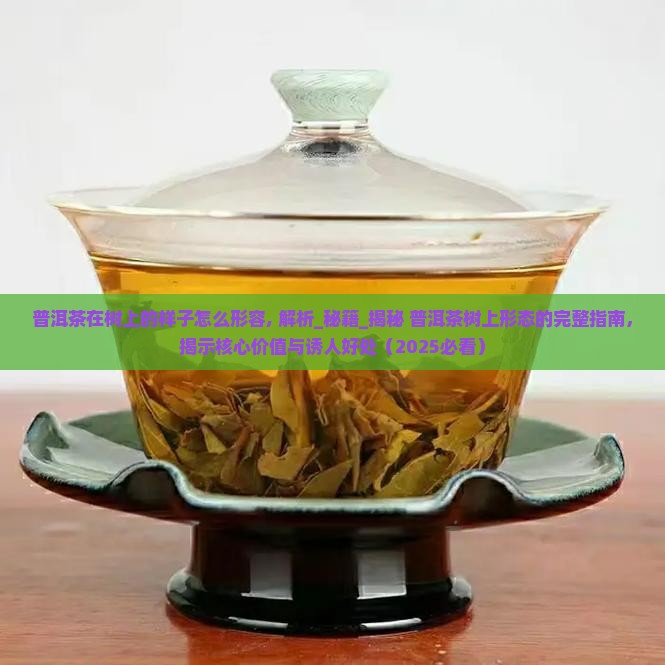 普洱茶在树上的样子怎么形容
