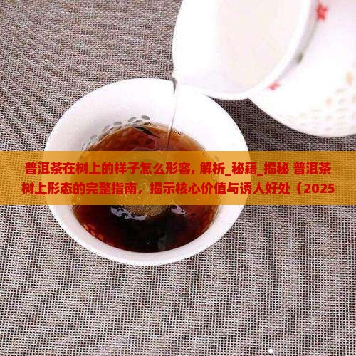 普洱茶在树上的样子怎么形容