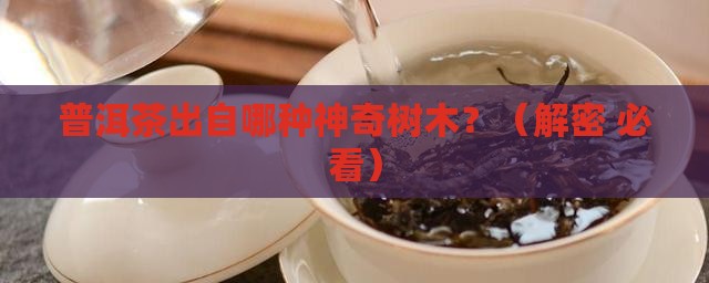 普洱茶是什么样的树