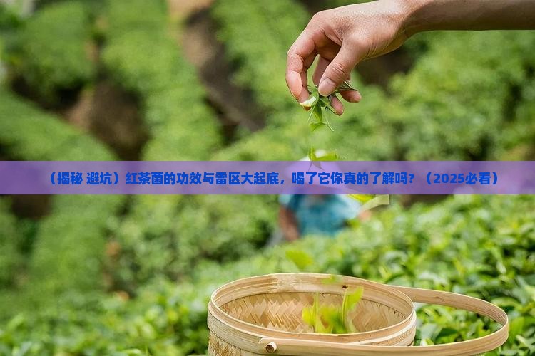 红茶菌的作用和禁忌都有哪些了