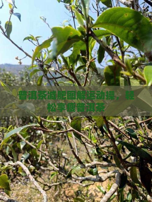 普洱茶健康减肥操
