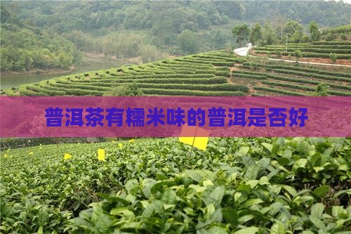 普洱茶有糯米味的好吗