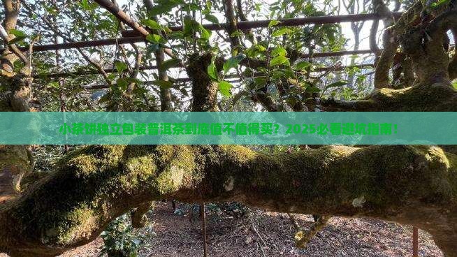 小茶饼独立包装普洱茶好吗