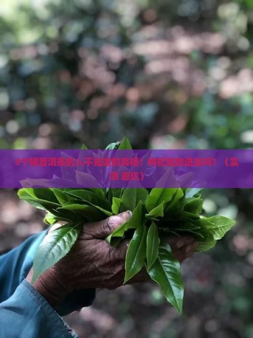 普洱茶里面能放枸杞嘛
