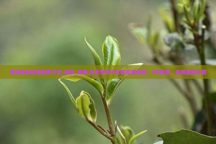 普洱茶如何湿舱变干仓
