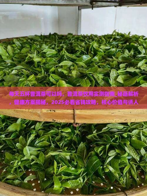 每天五杯普洱茶可以吗
