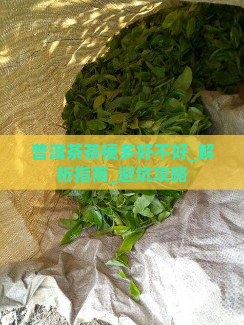 普洱茶茶梗多好不好