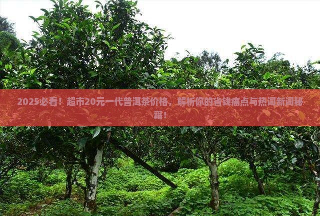 超市20元一代普洱茶价格